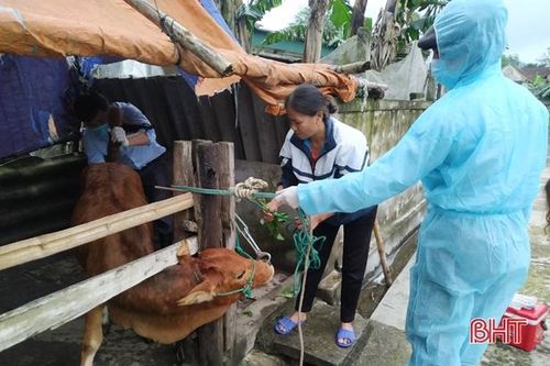 14 con bò ở huyện Lộc Hà mắc bệnh lạ