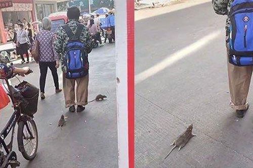 Người đàn ông dắt 2 con chuột đi dạo trên phố khiến nhiều người tò mò