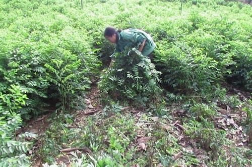 Kỹ thuật trồng rau ngót hiệu quả cao mang lại kinh tế ổn định cho gia đình