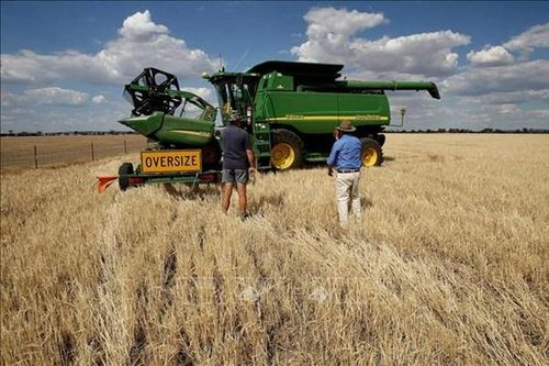 Australia khiếu nại Trung Quốc lên WTO về thuế đối với lúa mạch