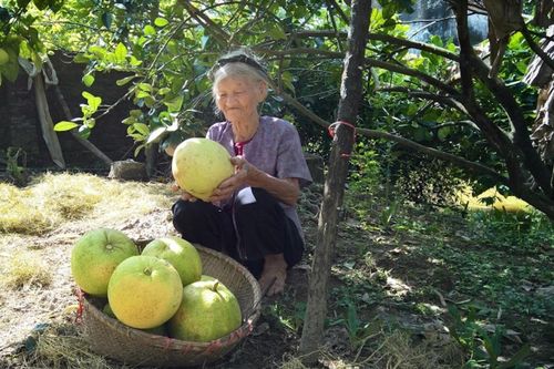 Bài văn miêu tả 'vườn nhà bà' cực độc đáo, sử dụng toàn dấu huyền 'gây sốt' mạng xã hội