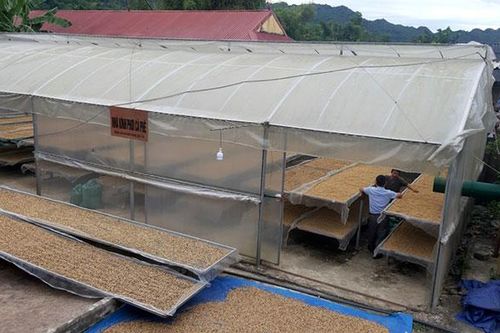 Kỳ vọng từ mô hình sản xuất cà phê thóc ở Na Luông