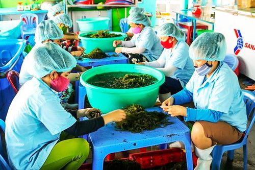 Cần liên kết trong nuôi trồng, tiêu thụ rong nho
