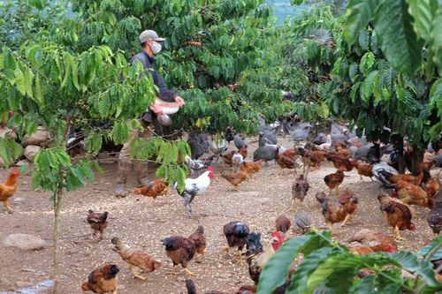 Trại gà sao dưới tán cà phê