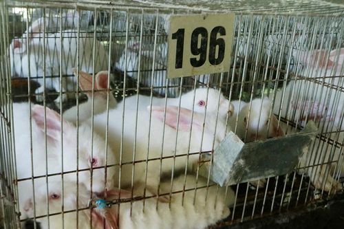 Mô hình nuôi thỏ cho hiệu quả kinh tế cao ở Hạ Hòa