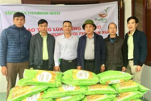 Hỗ trợ 5 tấn lúa giống cho người dân Triệu Phong