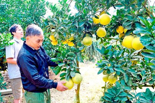 Cây làm giàu ở Yên Sơn