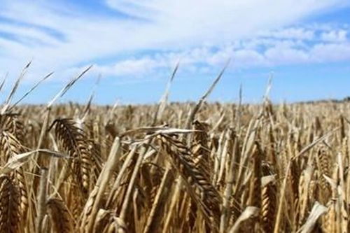 Australia yêu cầu WTO điều tra Trung Quốc