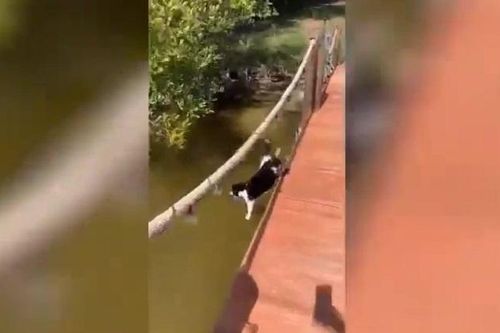 Chú mèo đành hanh rơi tòm xuống suối vì vượt mặt chủ