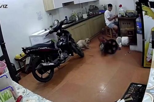 Clip: Chó trêu đùa làm đổ nồi cơm của chủ