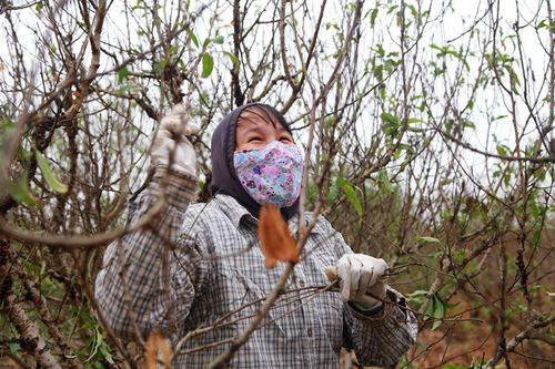 Nhật Tân ươm đào