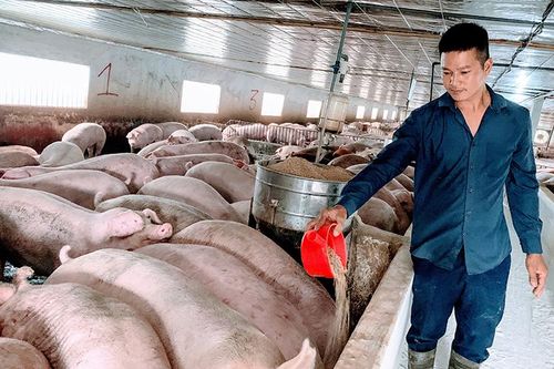 Khắc phục tình trạng ô nhiễm môi trường do chất thải chăn nuôi