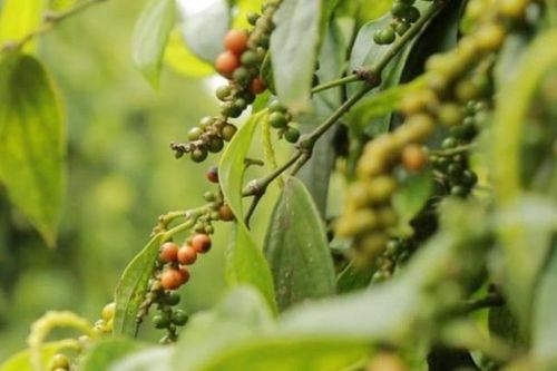 Giá hồ tiêu hôm nay 17/12: Không nhiều biến động quanh ngưỡng 57.000 đồng/kg