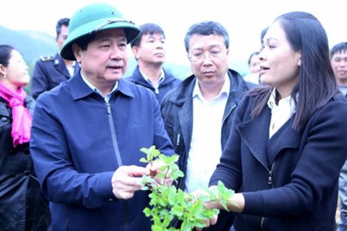Thạch đen xuất khẩu chính ngạch sang Trung Quốc: Mừng và lo!