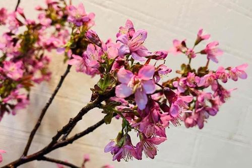 Mốt năm nay, dân Hà thành chơi hoa anh đào Trung Quốc