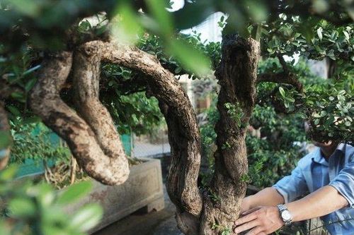 Khám phá cây cảnh 'hòn ngọc Viễn Đông' có dáng thế độc đáo