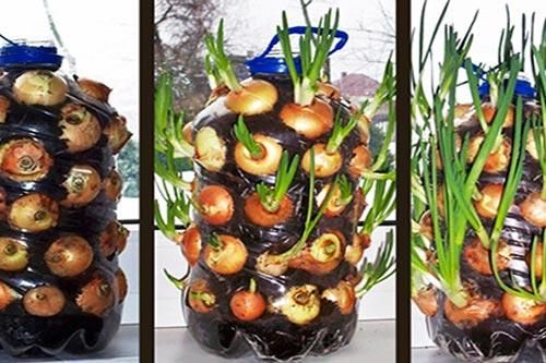Tuyệt chiêu trồng hành lá trong chai cho rau ăn không xuể
