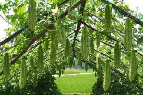 Kỹ thuật trồng và chăm sóc mướp đắng ra nhiều quả