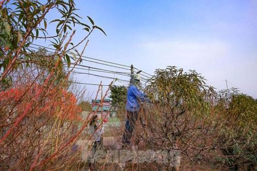 Dân làng đào Nhật Tân tất bật tuốt lá để đào nở đúng tết