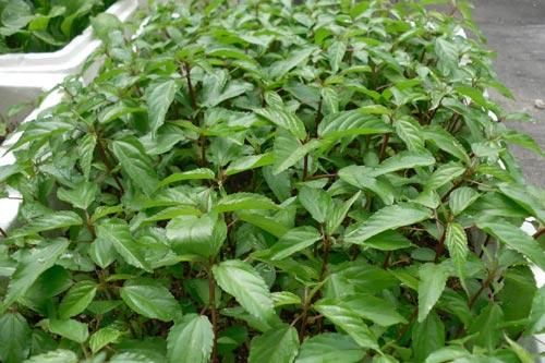 Kỹ thuật trồng cây rau đay xanh tốt trong thùng xốp