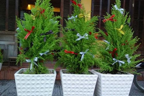 Xu hướng chơi cây tùng thơm thay cho cây thông mùa Noel 2020