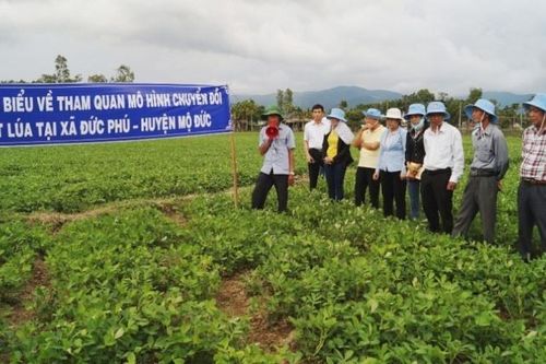 Quảng Ngãi: Chú trọng nâng cao hiệu quả phát triển kinh tế nông thôn