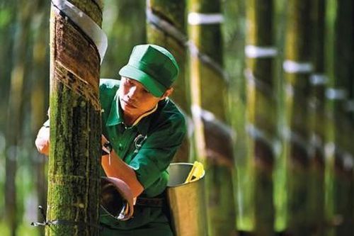 Tập đoàn Công nghiệp Cao su Việt Nam thu về hơn 23.000 tỷ đồng doanh thu trong năm 2020