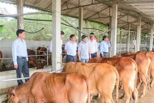 Triệu Phong: Phấn đấu mỗi xã có 1 – 2 cánh đồng lớn chất lượng cao