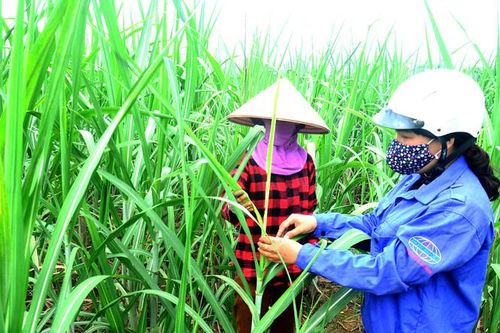 Thiết lập một môi trường cạnh tranh công bằng trên thị trường mía đường