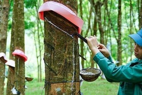 Cổ phiếu Tập đoàn Cao su Việt Nam tăng hơn 66% sau 6 tuần