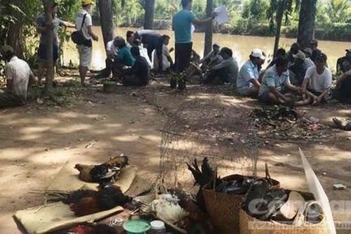 Đánh úp trường gà lớn trong vườn sao giữa cánh đồng