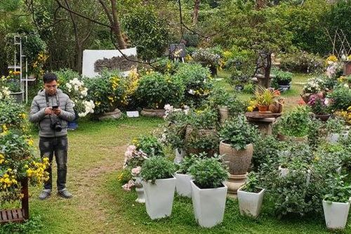Mãn nhãn với triển lãm 30 giống hoa cúc vừa quý vừa đẹp