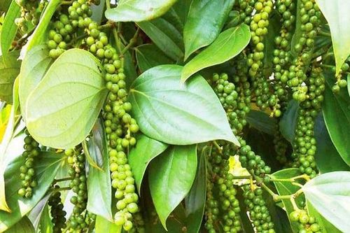 Giá tiêu hôm nay 18/12: Tiếp tục biến động, thị trường mất mốc 57.000 đồng/kg