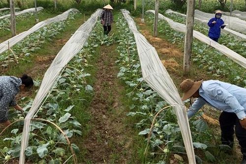 Huyện Thạch Thất: Hiệu quả từ mô hình PGS trong sản xuất rau sạch