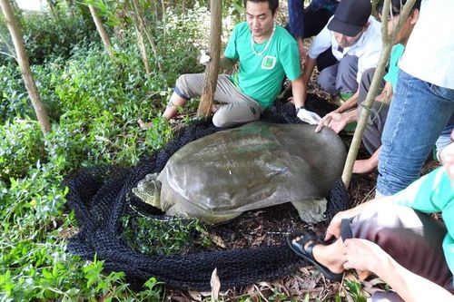 Hà Nội: Bắt được 1 cá thể rùa Hoàn Kiếm tại hồ Đồng Mô