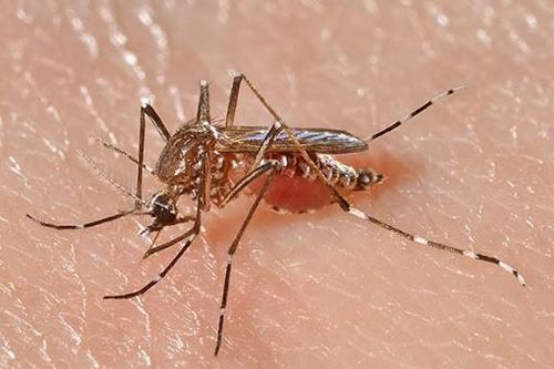 Hai bé trai ở huyện biên giới An Giang mắc bệnh nguy hiểm do muỗi đốt