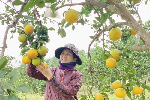 'Đệ nhất' cam Hà Tĩnh vào vụ, chín vàng cả khu đồi