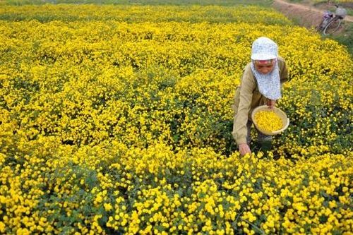 Chùm ảnh: Vàng rực mùa hoa cúc chi