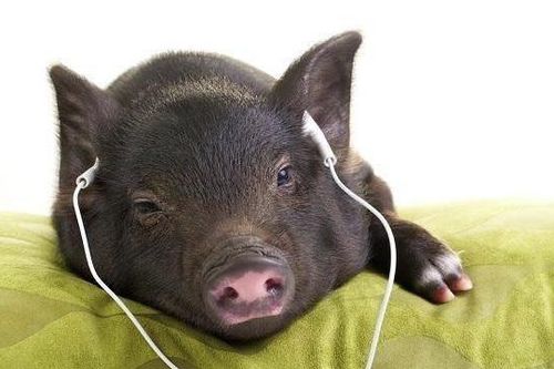 Nuôi lợn 'hoàng gia' nghe nhạc Pháp, ngắm hoa hồng, lợi nhuận hàng trăm triệu mỗi năm
