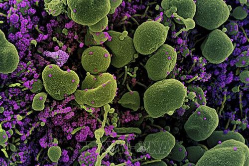 Từ khóa 'Coronavirus' và 'bầu cử tổng thống Mỹ' được tìm kiếm nhiều nhất trên Google