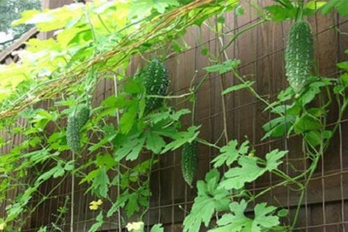 Kỹ thuật trồng cây mướp đắng trên sân thượng cho quả ăn quanh năm