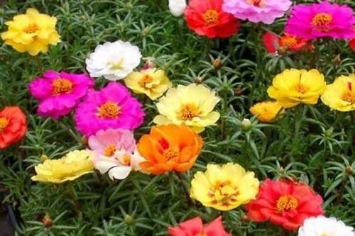 Kỹ thuật trồng cây hoa Mười giờ Mỹ nhiều màu đẹp lung linh