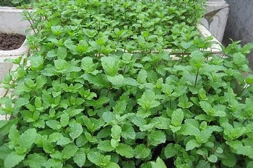 Kỹ thuật trồng cây rau húng lủi một công nhiều tác dụng