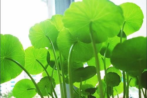 Kỹ thuật trồng cây rau má Tây Phi cho lá to, nhiều nước