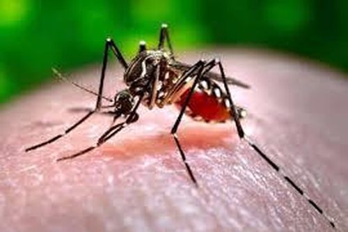 An Giang tăng cường kiểm soát và phòng, chống dịch bệnh Chikungunya