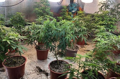 Vườn cần sa trồng trong nhà với công nghệ chiếu sáng hiện đại
