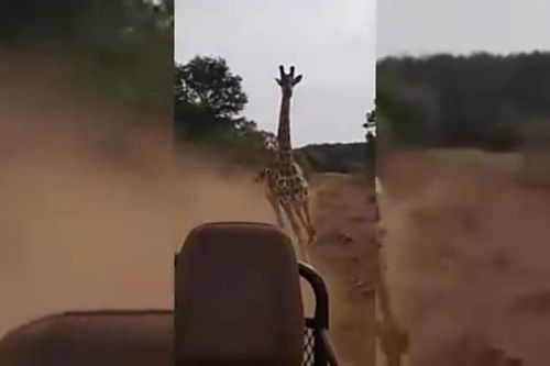 Hươu cao cổ đuổi đoàn du khách chạy thục mạng ở Kenya