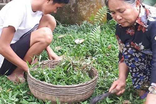 Cám cảnh mẹ già nuôi 5 con cháu tâm thần và mồ côi