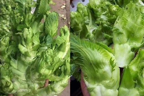 Sự thật đằng sau rau mầm đá xanh mướt giá 20.000 đồng/kg khiến ai cũng phải dè chừng