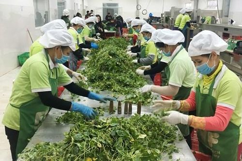 Vì sao nông sản Việt chưa 'chắc chân'?
